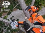 Kастрене на дървета опасни и високи - ВАРНА И ДОБРИЧ 